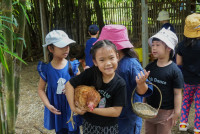 Ginger Farm K3/68