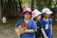 Ginger Farm K3/68
