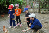 Ginger Farm K3/68