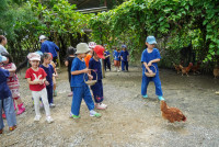 Ginger Farm K3/68
