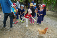 Ginger Farm K3/68