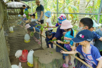 Ginger Farm K3/68