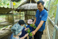 Ginger Farm K3/68
