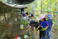 Ginger Farm K3/68