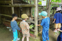 Ginger Farm K3/68