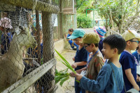 Ginger Farm K3/68