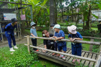 Ginger Farm K3/68