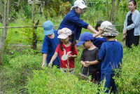 Ginger Farm K3/68