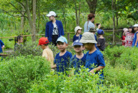Ginger Farm K3/68
