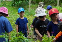 Ginger Farm K3/68