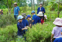 Ginger Farm K3/68
