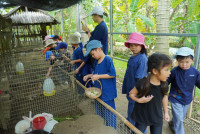 Ginger Farm K3/68
