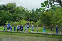 Ginger Farm K3/68
