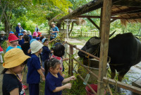 Ginger Farm K3/68