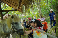 Ginger Farm K3/68