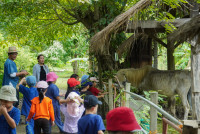 Ginger Farm K3/68