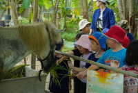 Ginger Farm K3/68