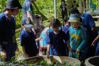 Ginger Farm K3/68