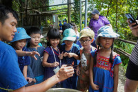 Ginger Farm K3/68