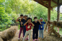Ginger Farm K3/68