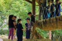 Ginger Farm K3/68