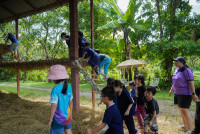 Ginger Farm K3/68