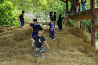 Ginger Farm K3/68