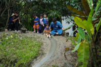 Ginger Farm K3/68