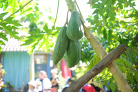 Lanna Design ป.3/2568