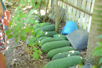 Lanna Design ป.3/2568