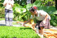 Lanna Design ป.3/2568