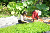 Lanna Design ป.3/2568