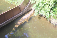 ท่องโลกสัตว์ ณ เชียงใหม่ไนท์ซาฟารี ป.1