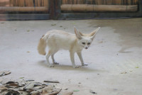 ท่องโลกสัตว์ ณ เชียงใหม่ไนท์ซาฟารี ป.1