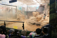 ท่องโลกสัตว์ ณ เชียงใหม่ไนท์ซาฟารี ป.1