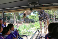 ท่องโลกสัตว์ ณ เชียงใหม่ไนท์ซาฟารี ป.1