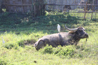 Little Farmer สำหรับนักเรียนชั้น อ.1/2568