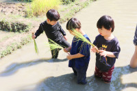 Little Farmer สำหรับนักเรียนชั้น อ.1/2568