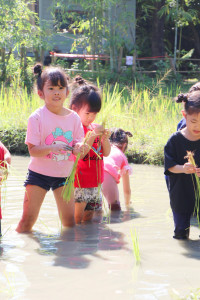 Little Farmer สำหรับนักเรียนชั้น อ.1/2568