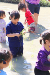 Little Farmer สำหรับนักเรียนชั้น อ.1/2568