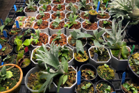 ศึกษาศาสตร์ มช. รับมอบพันธุ์ไม้จากศิษย์เก่า (รหัส 45) ร่วมสร้างพื้นที่สีเขียวและบรรยากาศแห่งการเรียนรู้