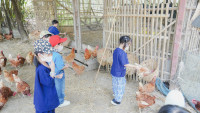 2569 Summer Camp ธีม old macdonald had a farm สำหรับนักเรียนชั้น อ.1 (รหัสนักเรียน 68) 