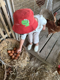 2569 Summer Camp ธีม old macdonald had a farm สำหรับนักเรียนชั้น อ.1 (รหัสนักเรียน 68) 