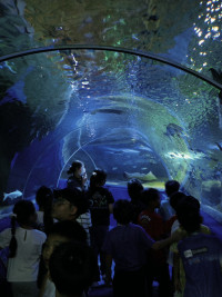 2569 Summer Camp ธีม Junior Ocean Explorers สำหรับนักเรียนชั้น ป.2 (รหัสนักเรียน 67)