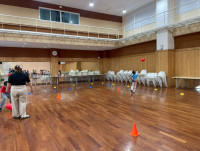 2569 Summer Camp ธีม Little Explorers Adventure สำหรับนักเรียนชั้น ป.1 (รหัสนักเรียน 68)