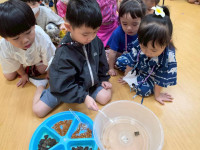 2569 Summer Camp ธีม Lanna Lunla สำหรับนักเรียนชั้น อ.1 (รหัสนักเรียน 68)