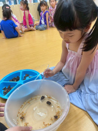 2569 Summer Camp ธีม Lanna Lunla สำหรับนักเรียนชั้น อ.1 (รหัสนักเรียน 68)